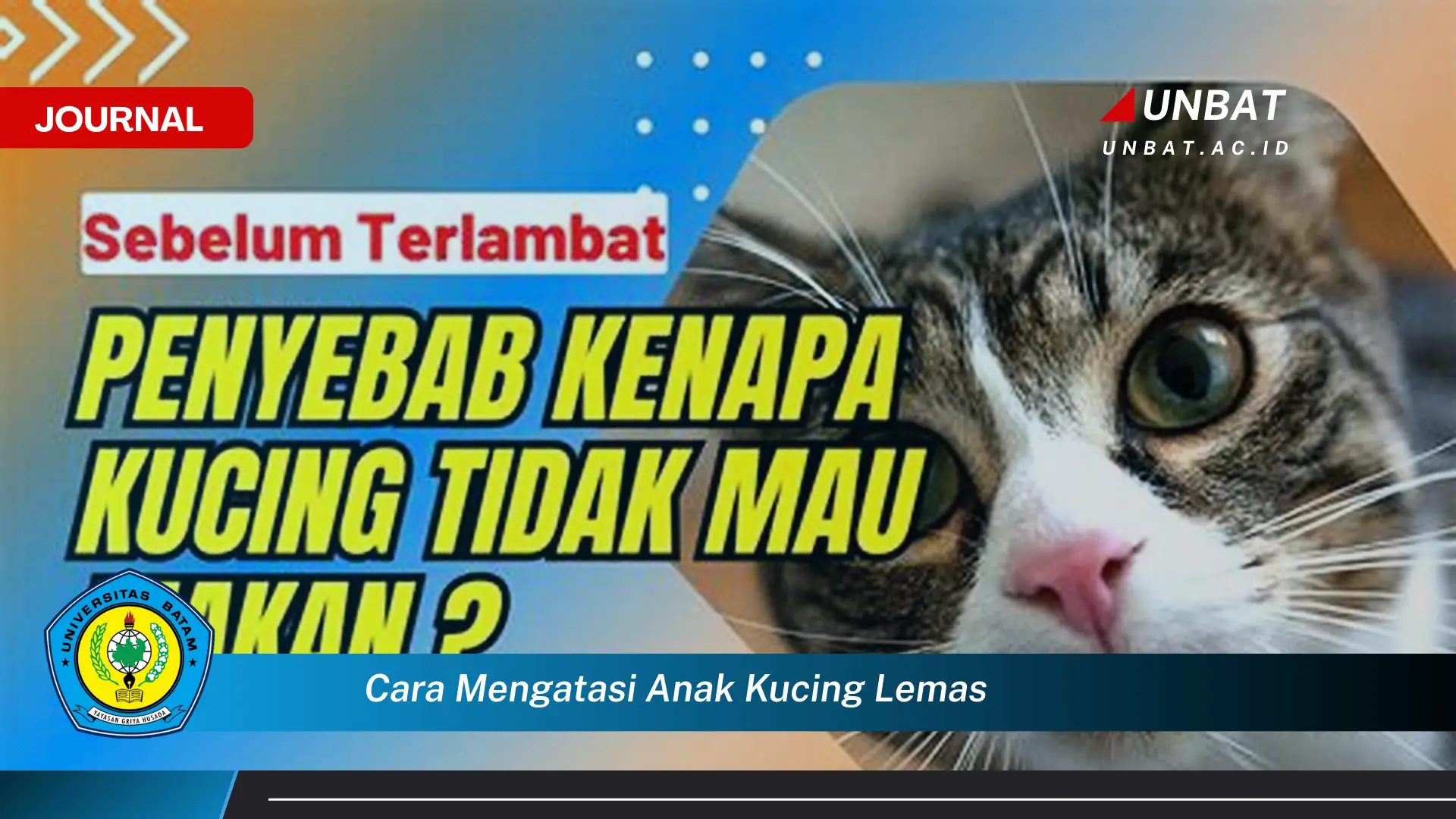 Ketahui Cara Mengatasi Anak Kucing Lemas dan Mengembalikan Energinya