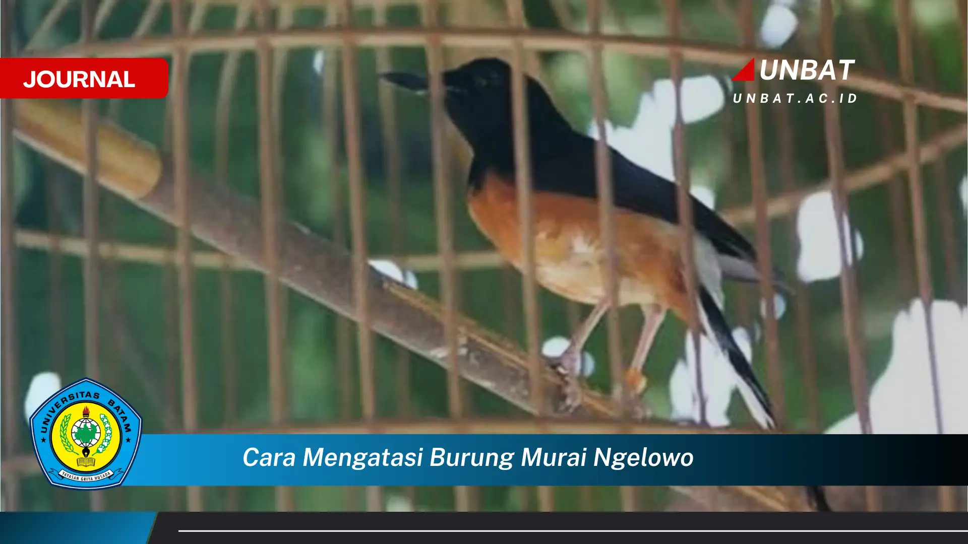 Ketahui Cara Mengatasi Burung Murai Ngelowo Secara Efektif dan Alami