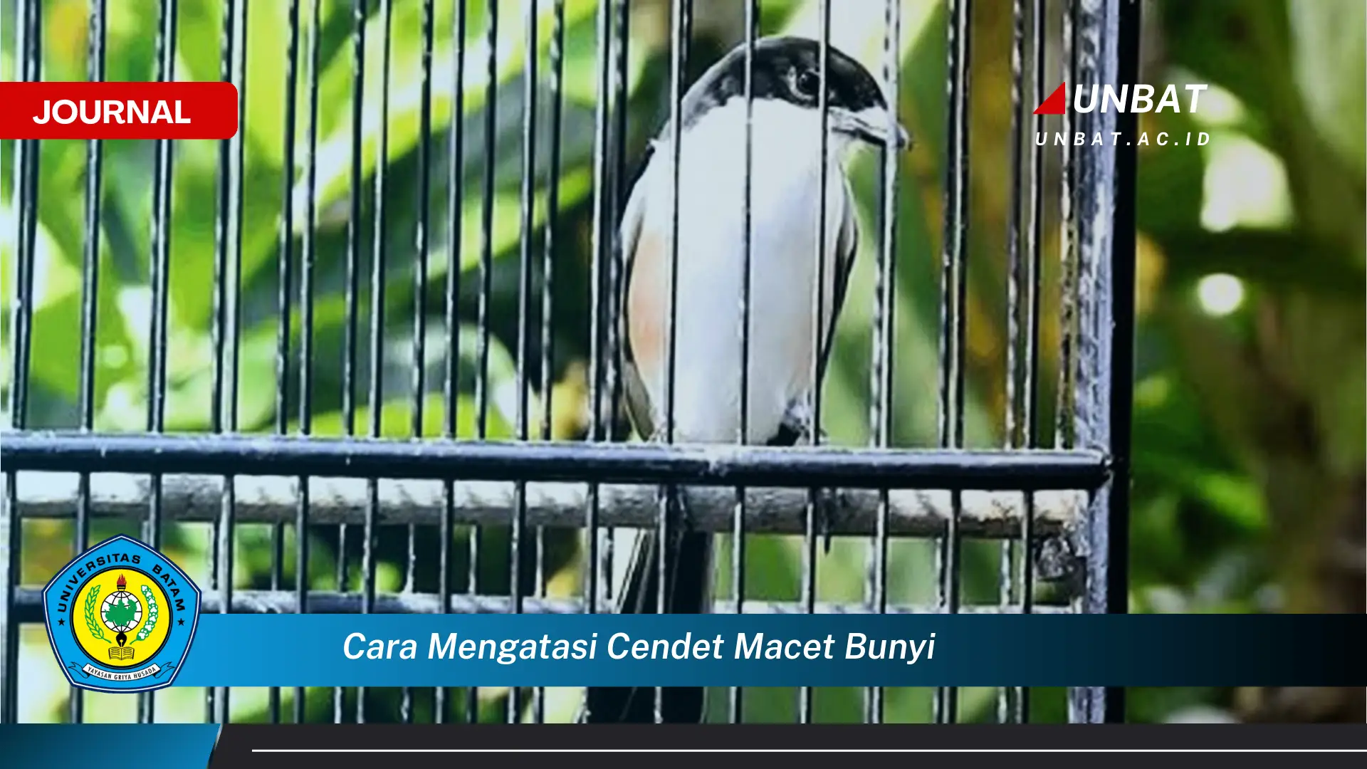 Ketahui Cara Mengatasi Cendet Macet Bunyi dan Mengembalikan Kicauannya Ketahui Cara Mengatasi Cendet Macet Bunyi dan Mengembalikan Kicauannya