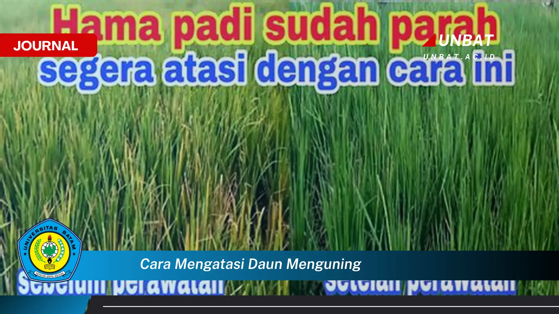 Ketahui Cara Mengatasi Daun Menguning dengan Cepat dan Efektif Ketahui Cara Mengatasi Daun Menguning dengan Cepat dan Efektif