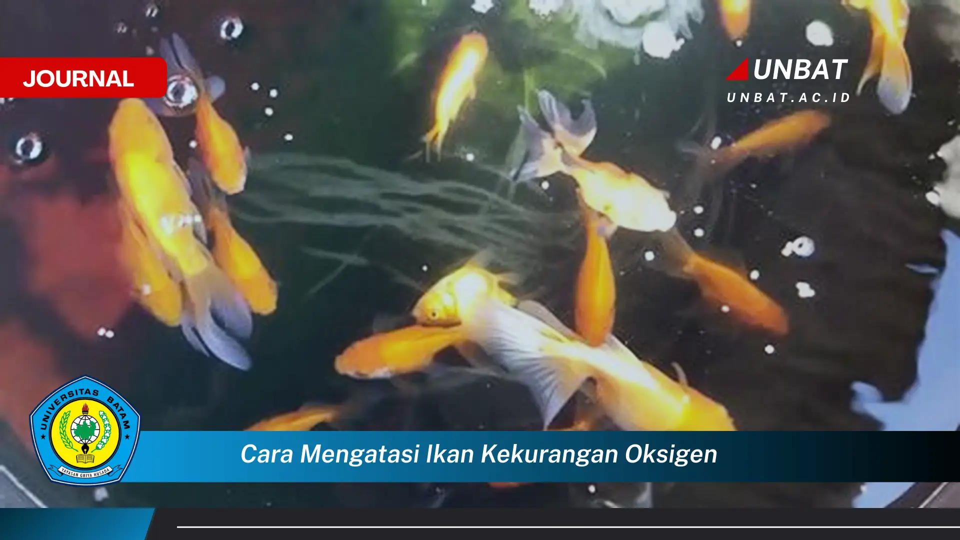 Ketahui Cara Mengatasi Ikan Kekurangan Oksigen, Tanda, Penyebab, dan Solusi Cepat Ketahui Cara Mengatasi Ikan Kekurangan Oksigen, Tanda, Penyebab, dan Solusi Cepat