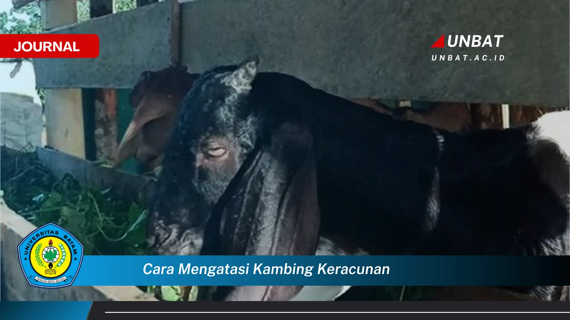 Ketahui Cara Mengatasi Kambing Keracunan dengan Cepat dan Efektif