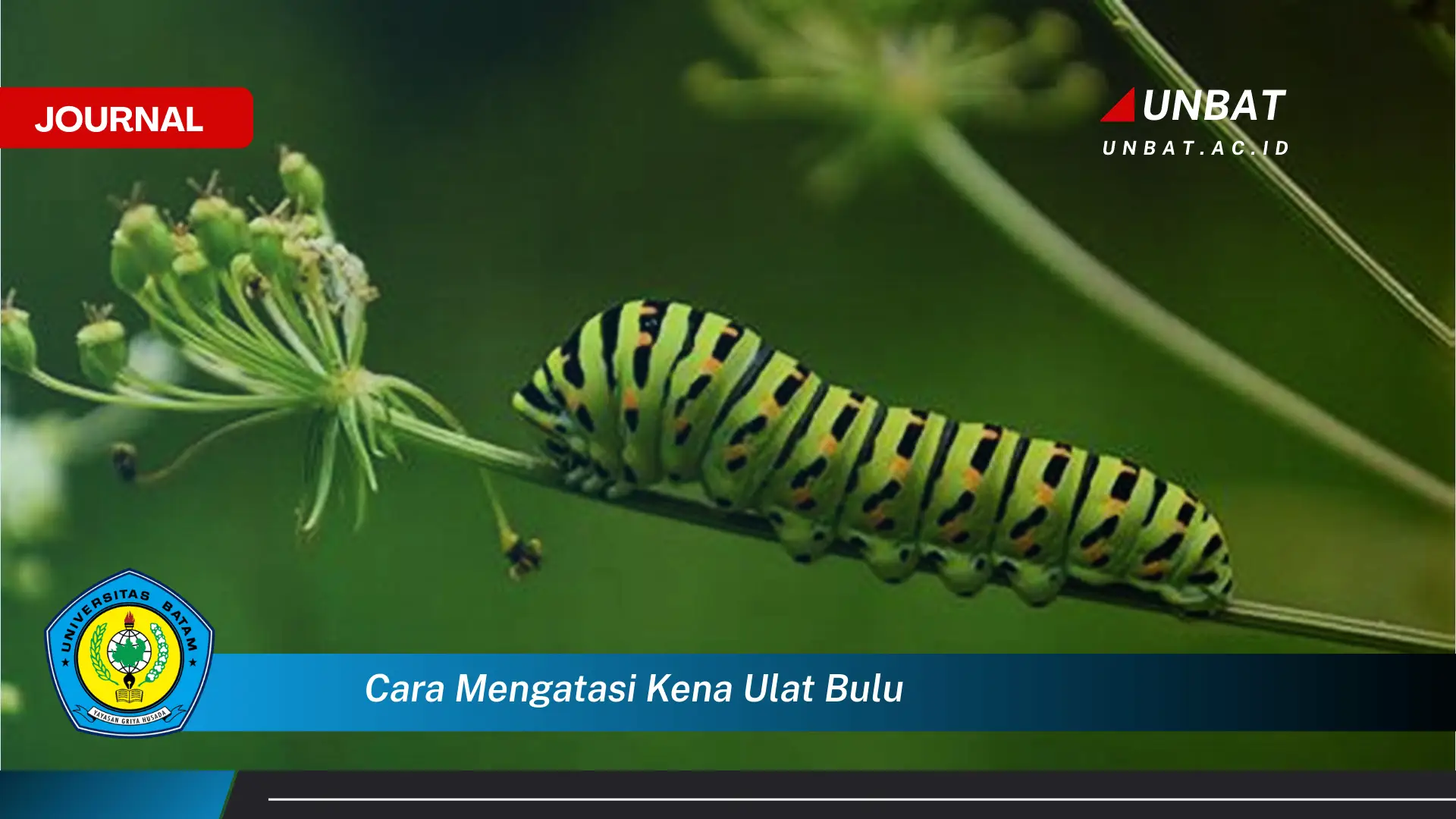 Ketahui Cara Mengatasi Kena Ulat Bulu dan Mencegah Iritasi Kulit