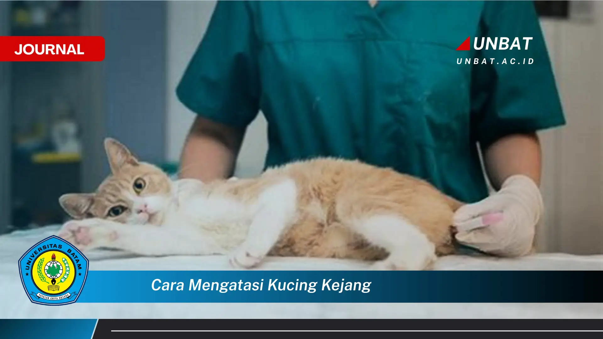 Inilah Cara Mengatasi Kucing Kejang Pertolongan Pertama dan Pencegahan