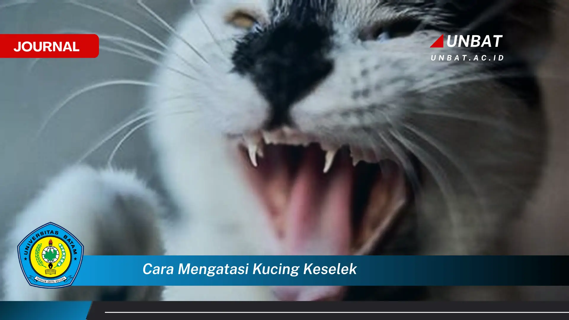 Ketahui Cara Mengatasi Kucing Keselek, Panduan Lengkap dan Mudah