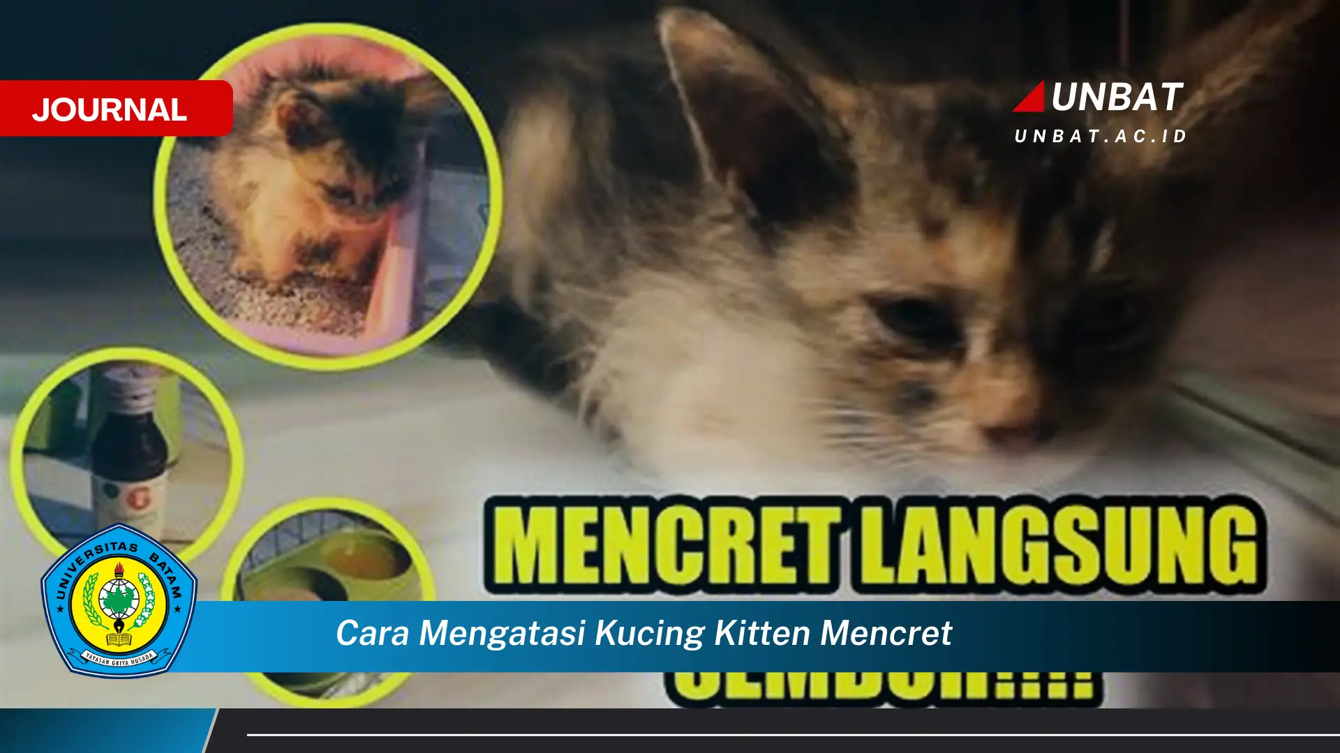 Ketahui Cara Mengatasi Kucing Kitten Mencret dengan Cepat dan Efektif