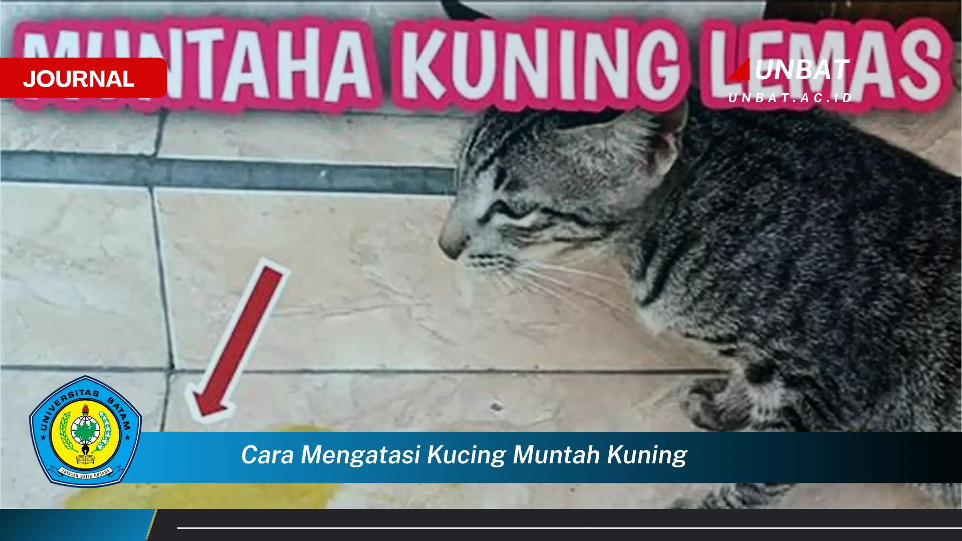 Ketahui Cara Mengatasi Kucing Muntah Kuning, Panduan Lengkap dan Tindakan Cepat