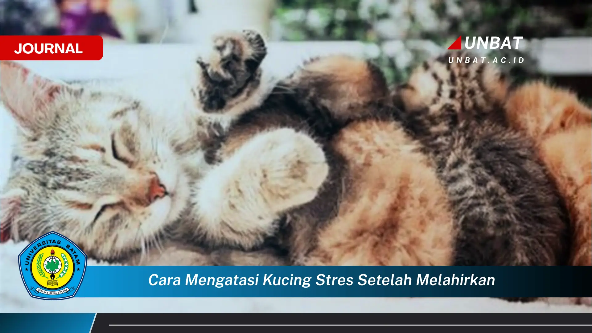 Ketahui Cara Mengatasi Kucing Stres Setelah Melahirkan dan Merawat Anak Kucingnya