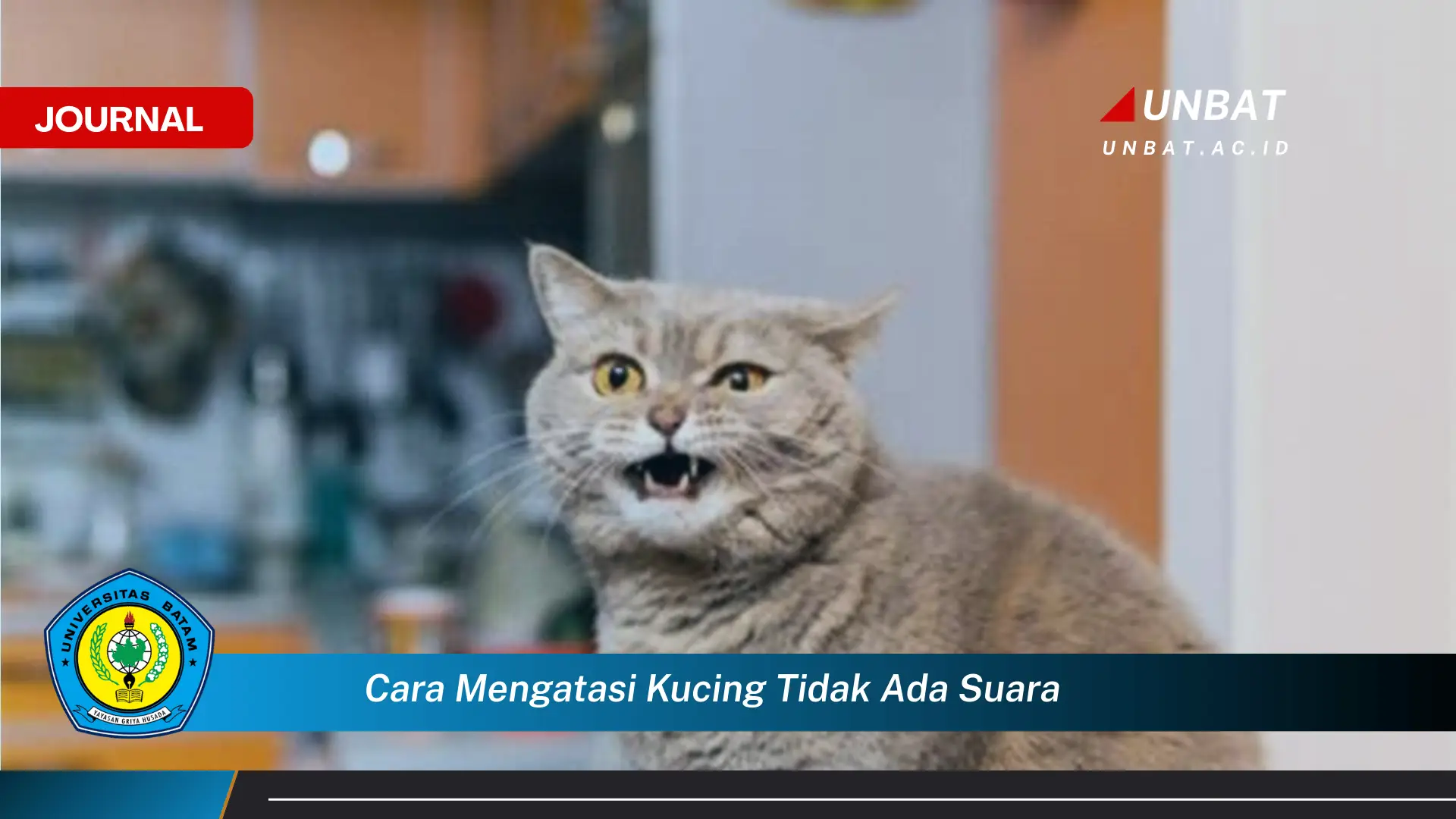 Ketahui Cara Mengatasi Kucing Tidak Bersuara, Penyebab, Diagnosis, dan Solusi