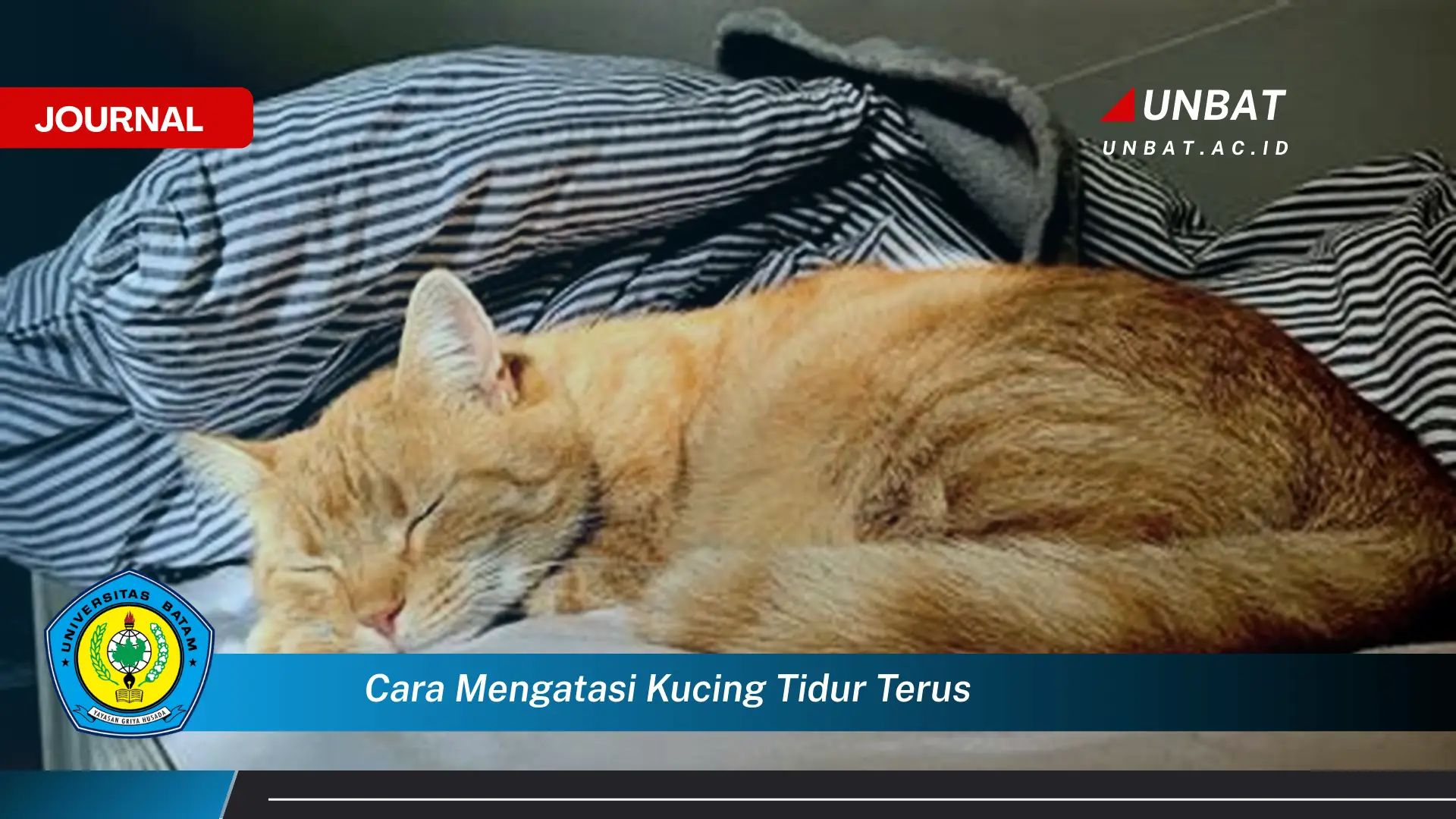 Ketahui Cara Mengatasi Kucing Tidur Terus dan Mengembalikan Energinya