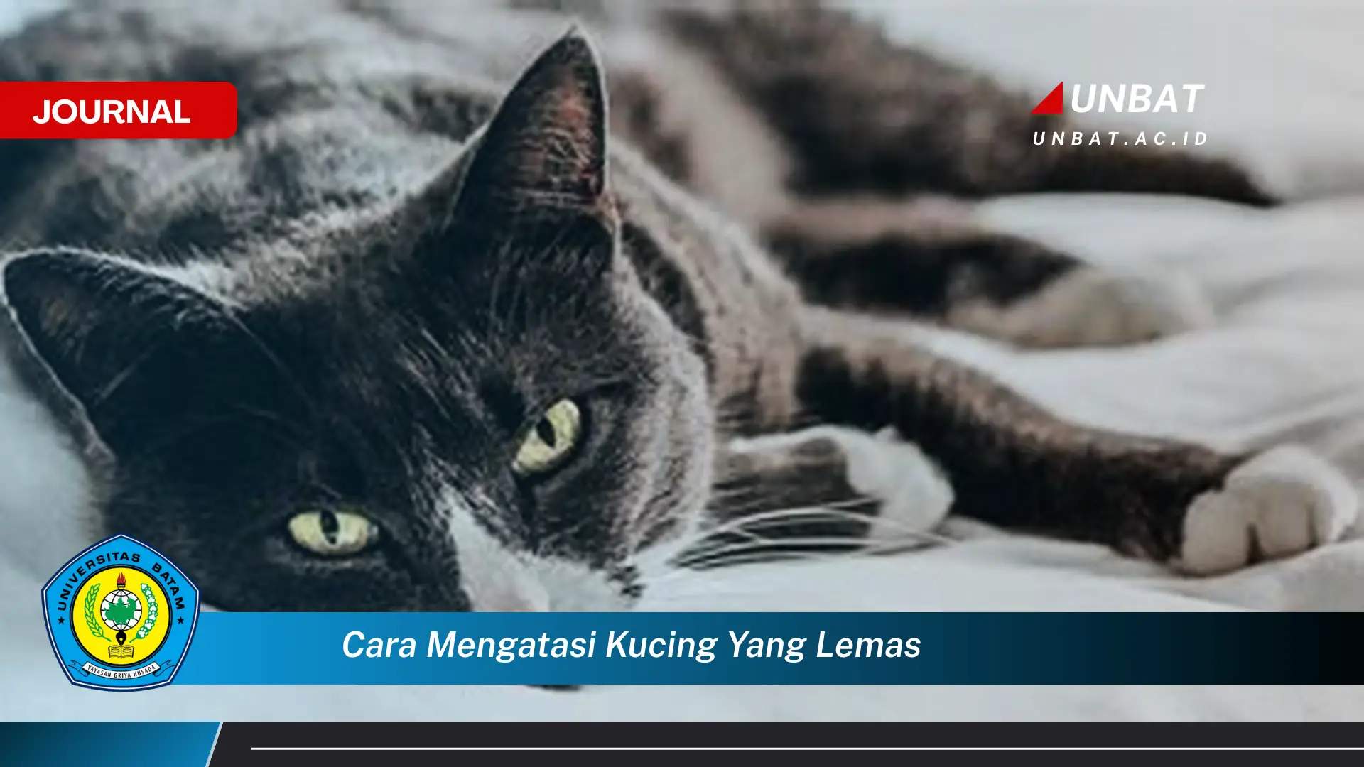 Ketahui Cara Mengatasi Kucing yang Lemas dan Mengembalikan Energinya