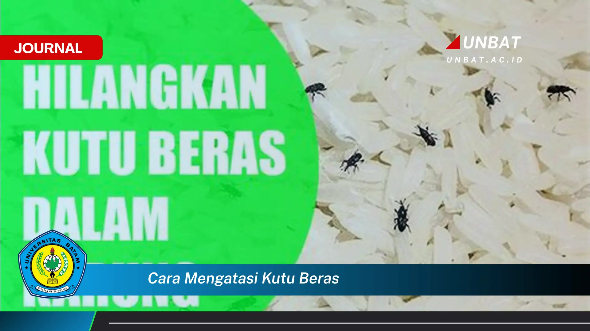 Ketahui Cara Mengatasi Kutu Beras dengan Cepat dan Efektif