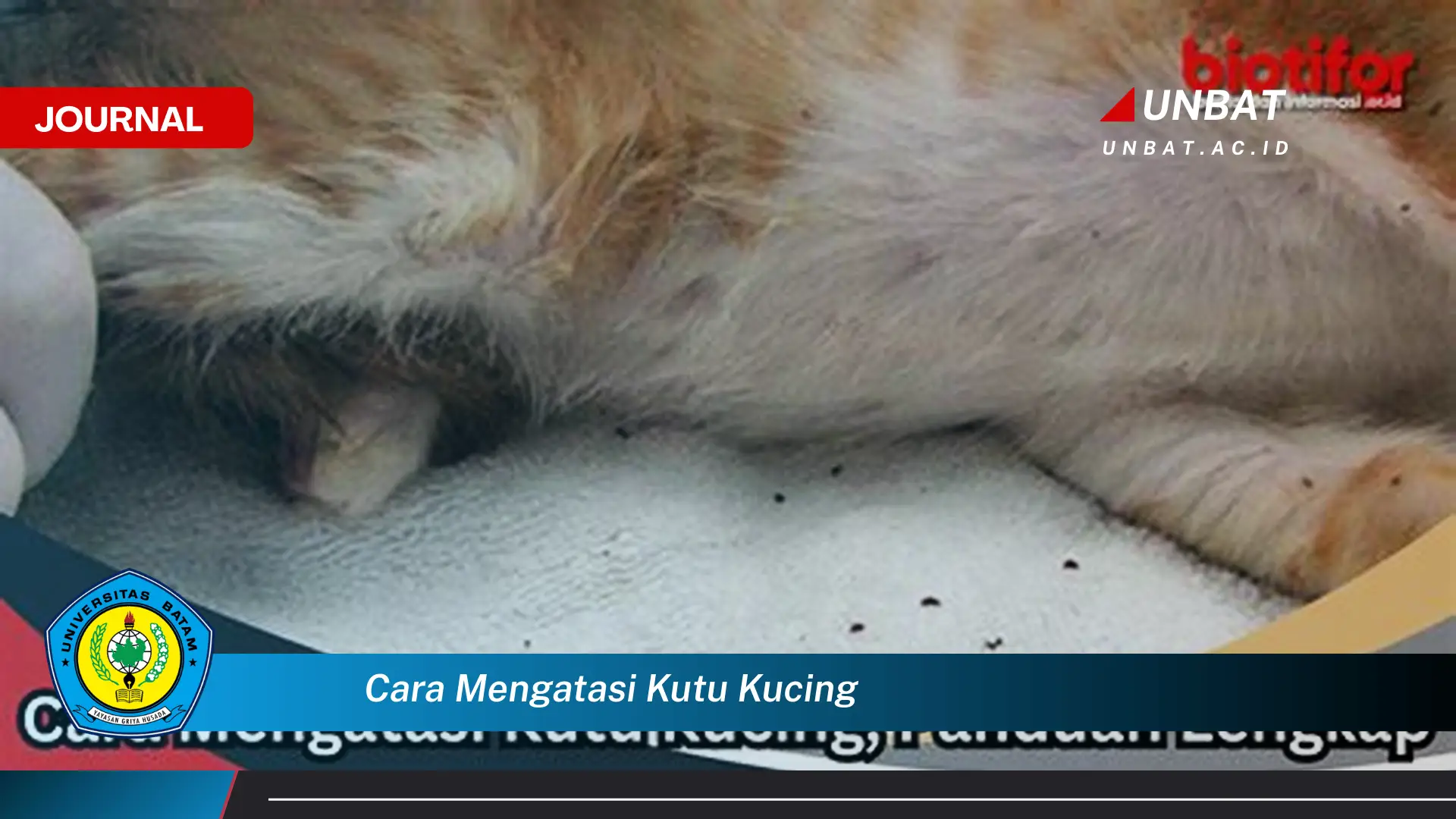 Ketahui Cara Mengatasi Kutu Kucing dengan Cepat dan Ampuh