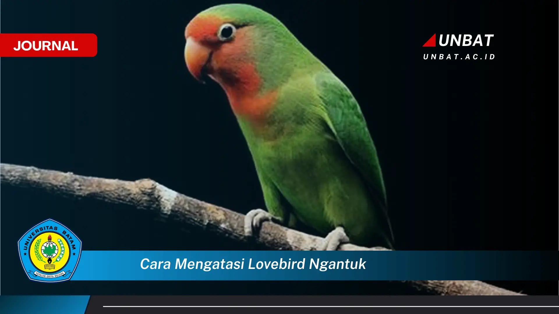 Ketahui Cara Mengatasi Lovebird Ngantuk dan Mengembalikan Keceriaannya