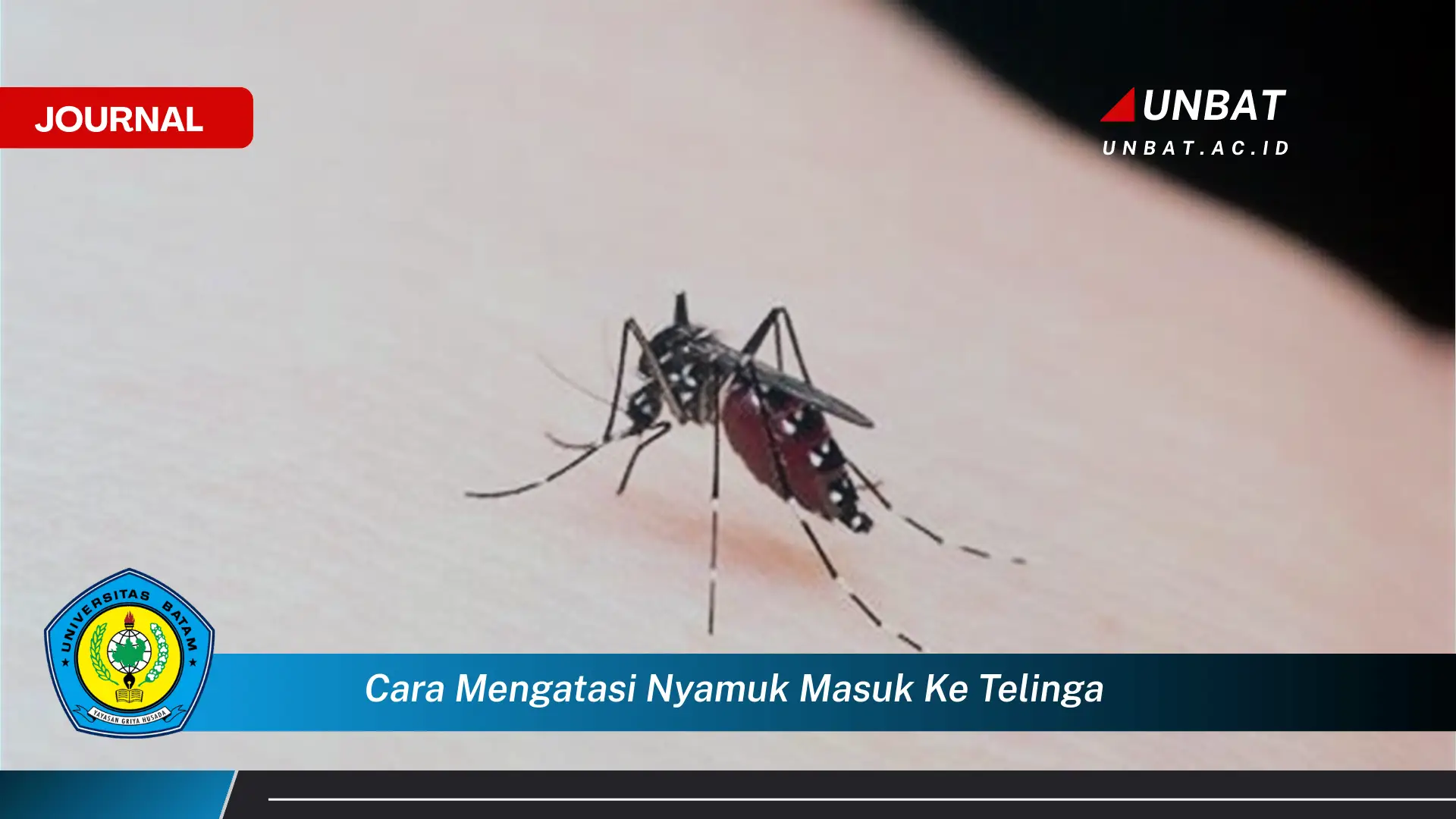 Ketahui Cara Mengatasi Nyamuk Masuk ke Telinga dengan Cepat dan Aman