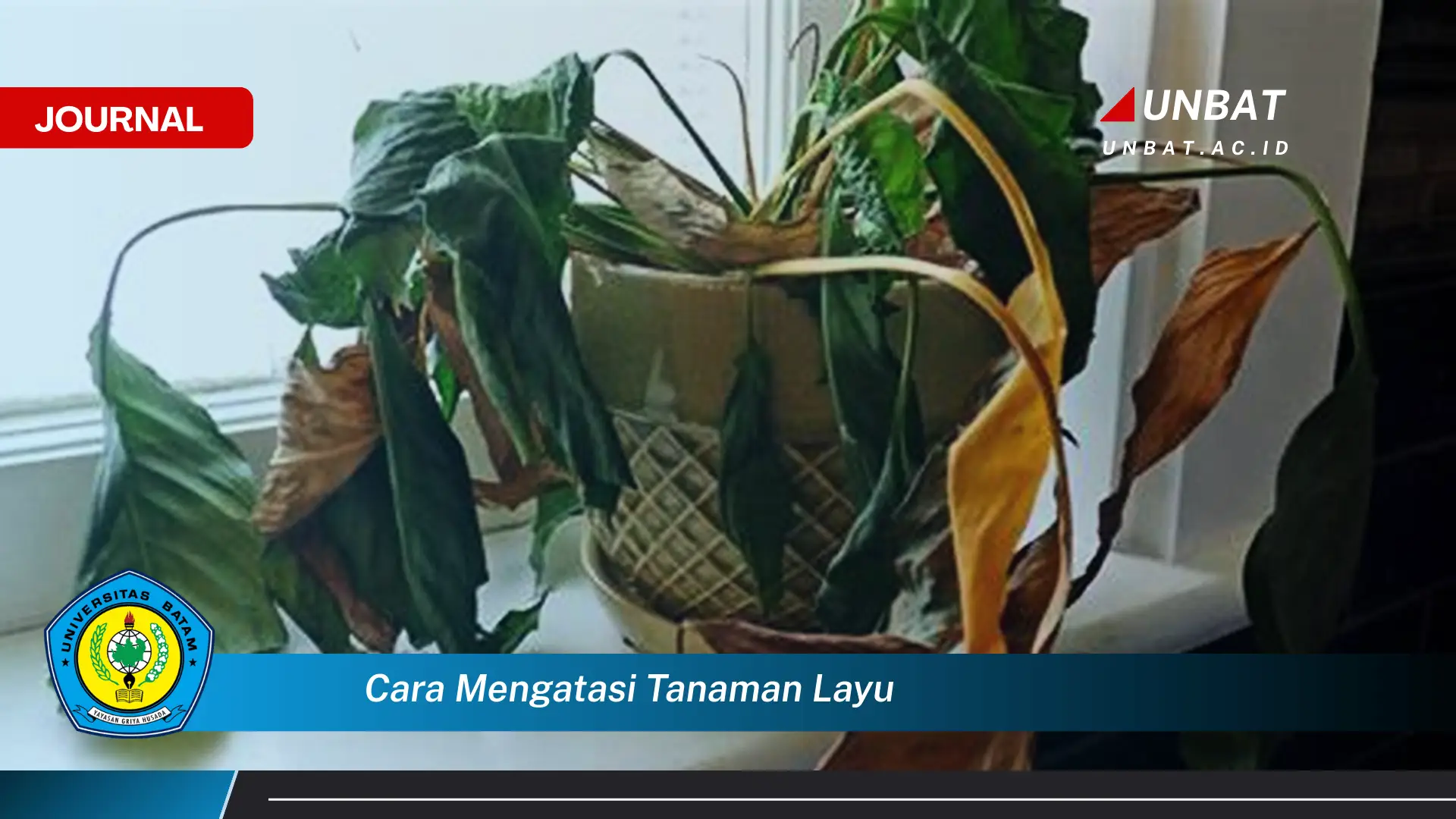 Ketahui Cara Mengatasi Tanaman Layu dengan Cepat dan Efektif Ketahui Cara Mengatasi Tanaman Layu dengan Cepat dan Efektif