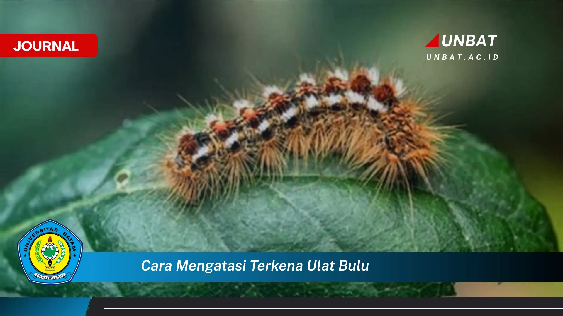 Ketahui Cara Mengatasi Terkena Ulat Bulu, Pertolongan Pertama dan Pencegahan