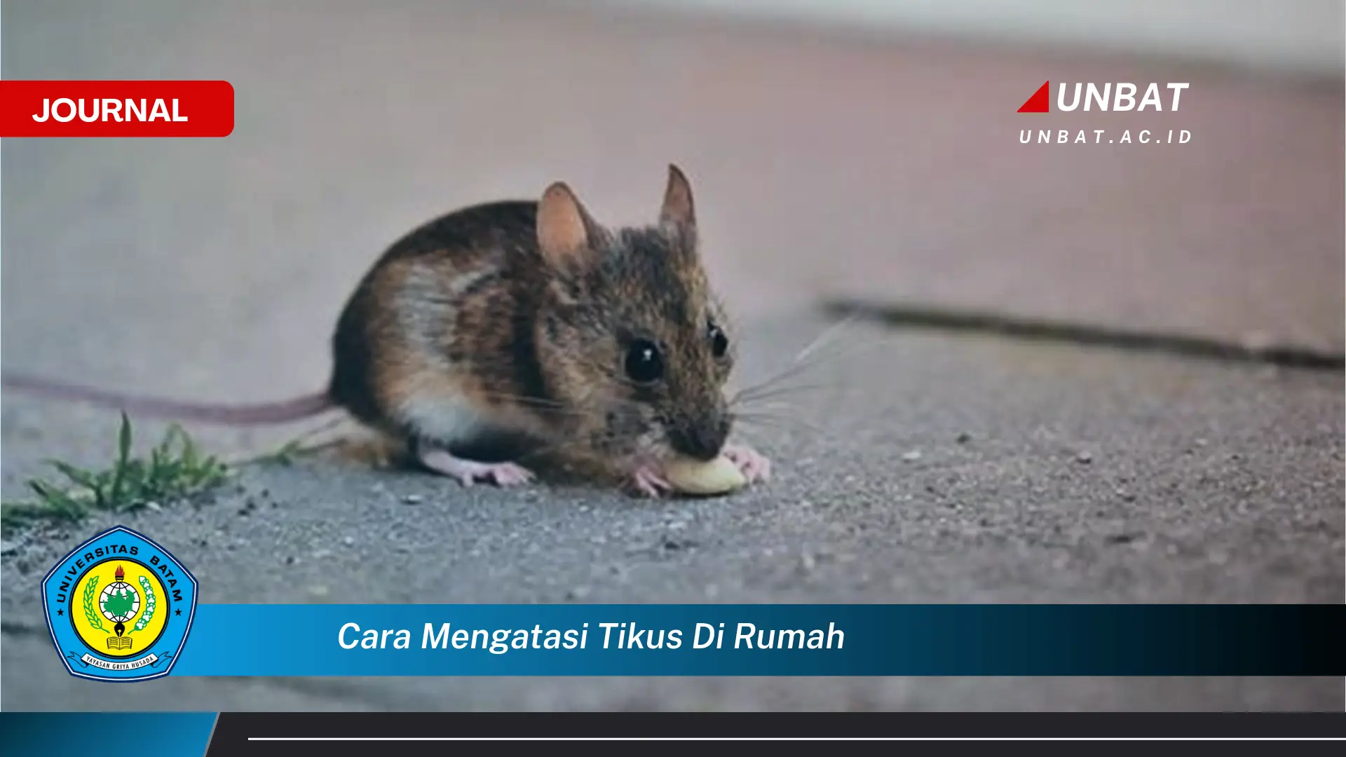 Temukan Cara Ampuh Mengatasi Tikus di Rumah Secara Permanen